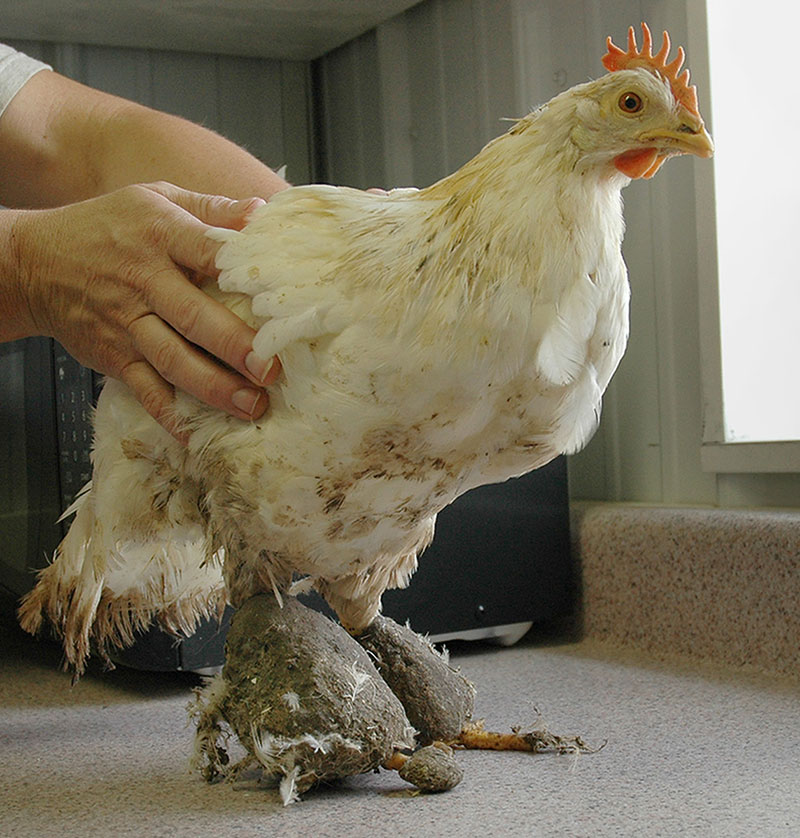 Hen with feet encased in manure