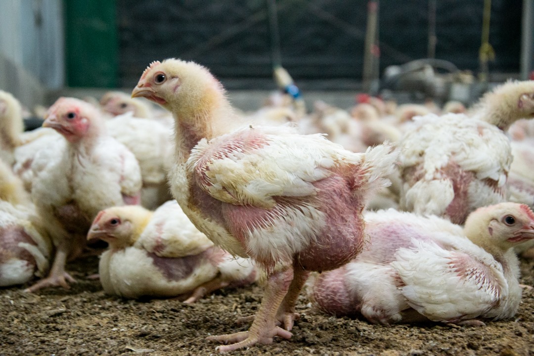 Chickens with many of their feathers missing