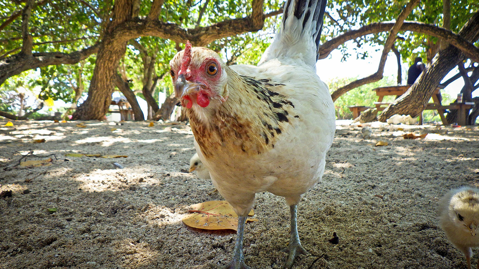 hen looking into the camera