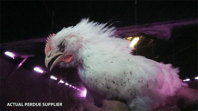 Hen in factory farm appears to be sick or near death