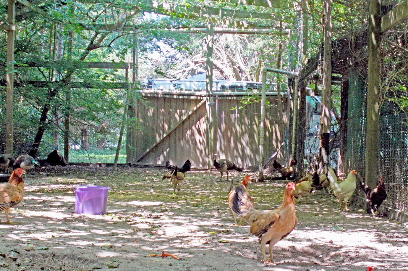The hens exploring.