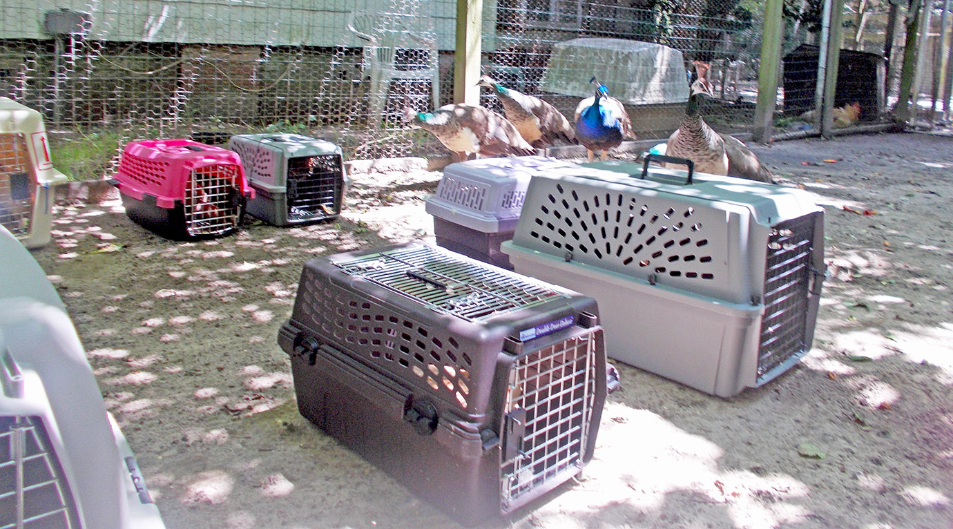 The hens near the empty crates they arrived in.