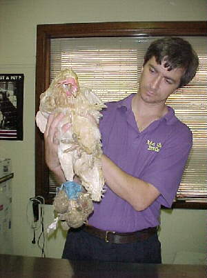000225rescued_hen2.jpg