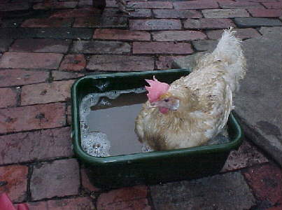 000225rescued_hen3.jpg