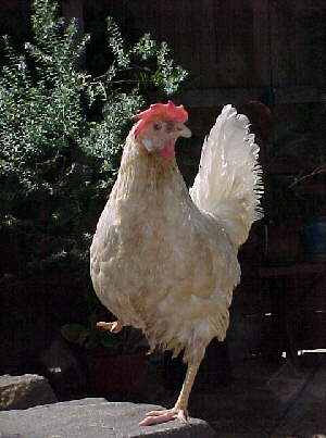 000225rescued_hen4.jpg