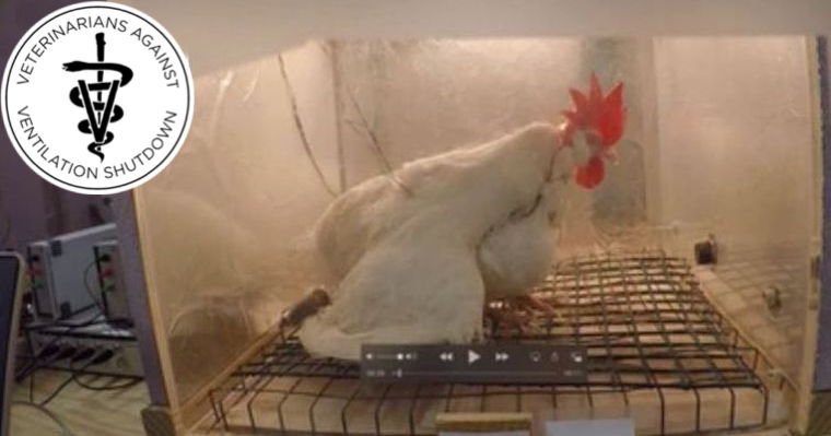 Action Alerts United Poultry Concerns Action Alerts United Poultry Concerns