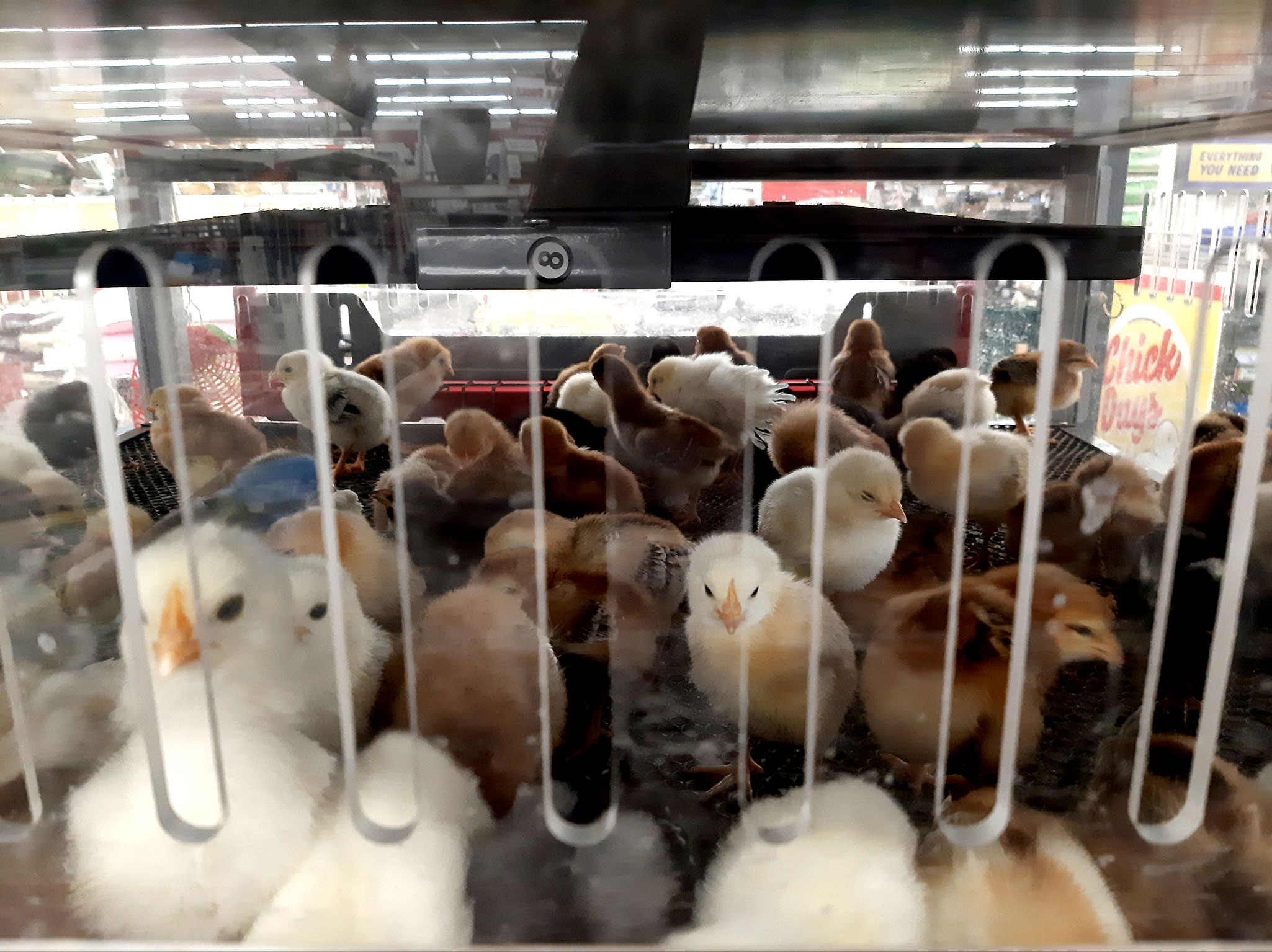 How Old Are Chicks At Tractor Supply?  