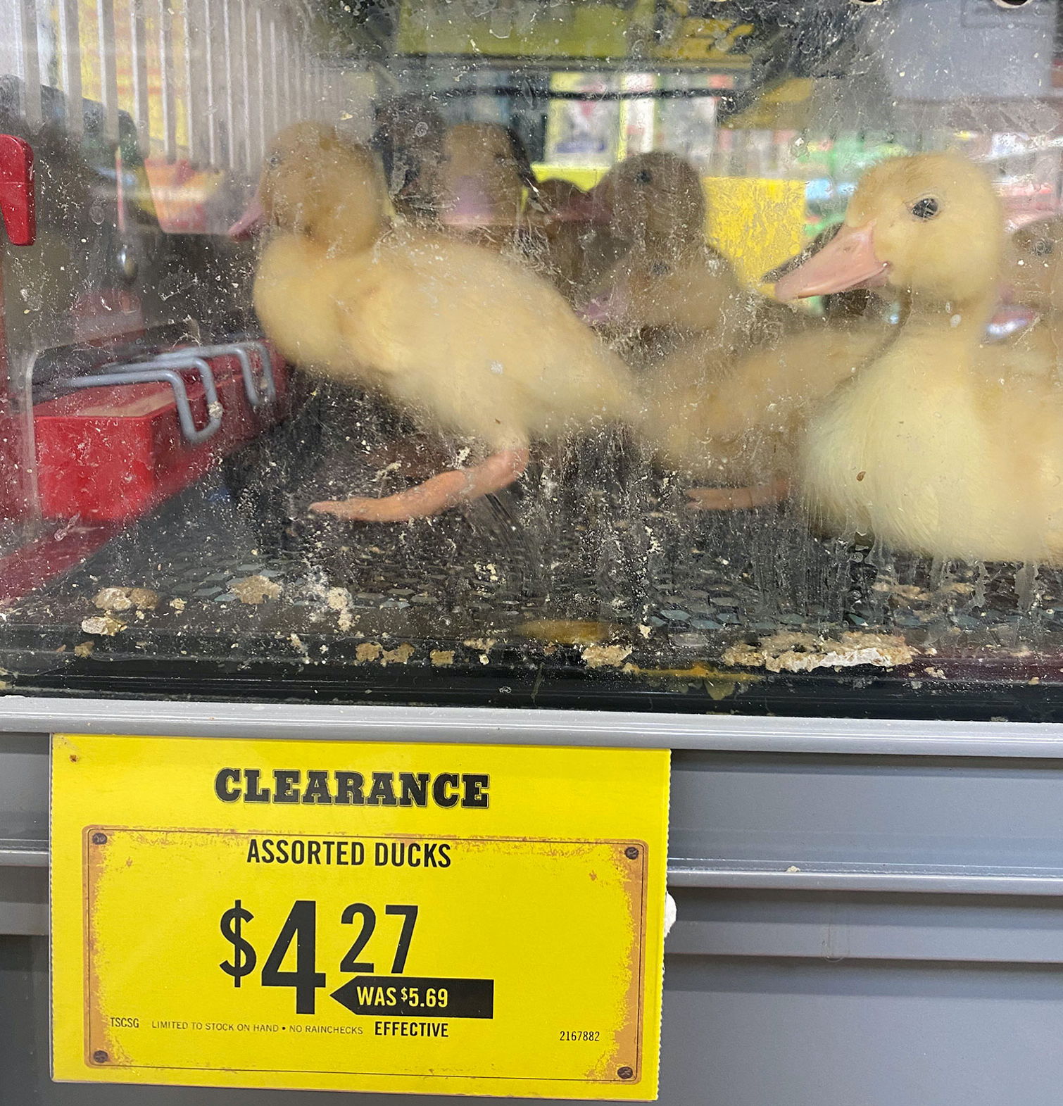 When Is Chick Days At Tractor Supply?  