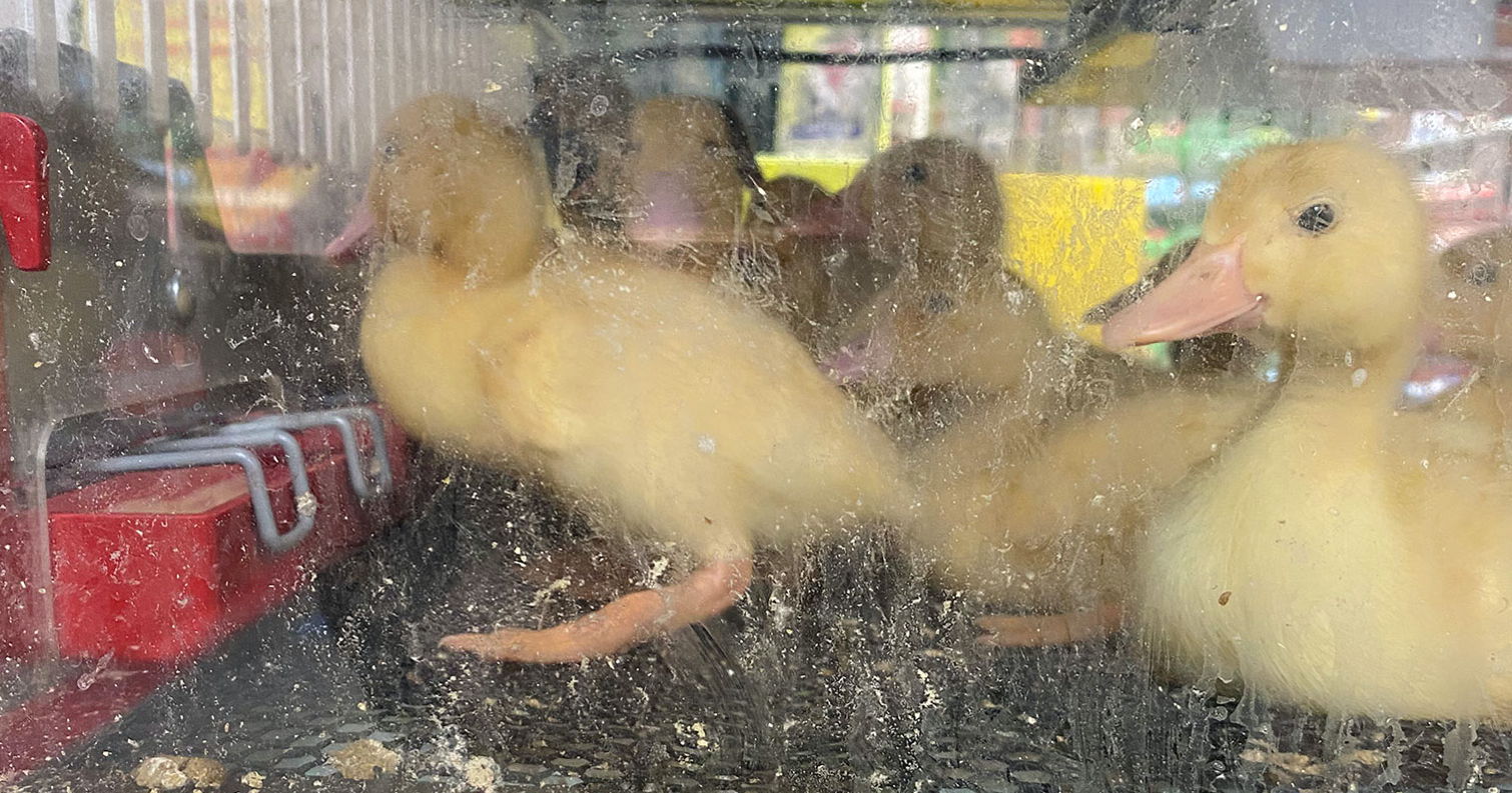 Ducks in plexiglass holding cage