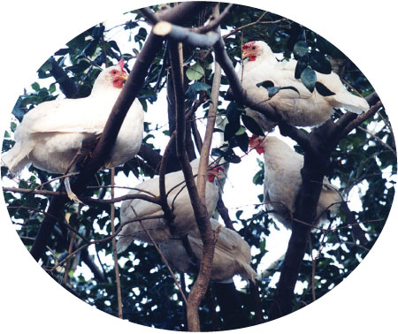 chickens_in_tree-circle (58K)