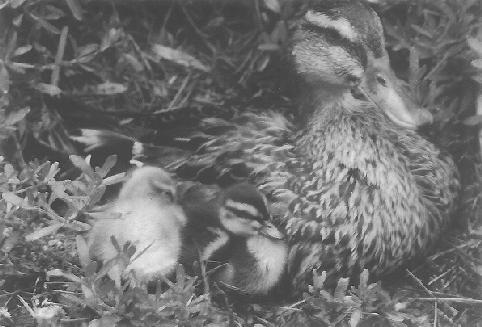 Katie, Beloved Duck