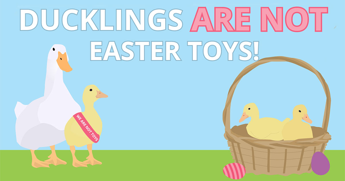 Ducklings are not Easter toys