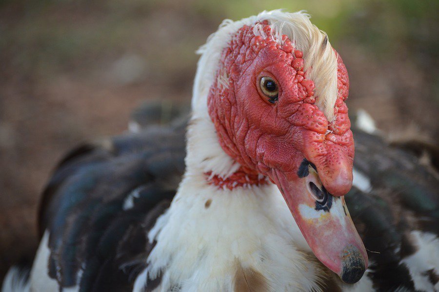 Muscovy duck
