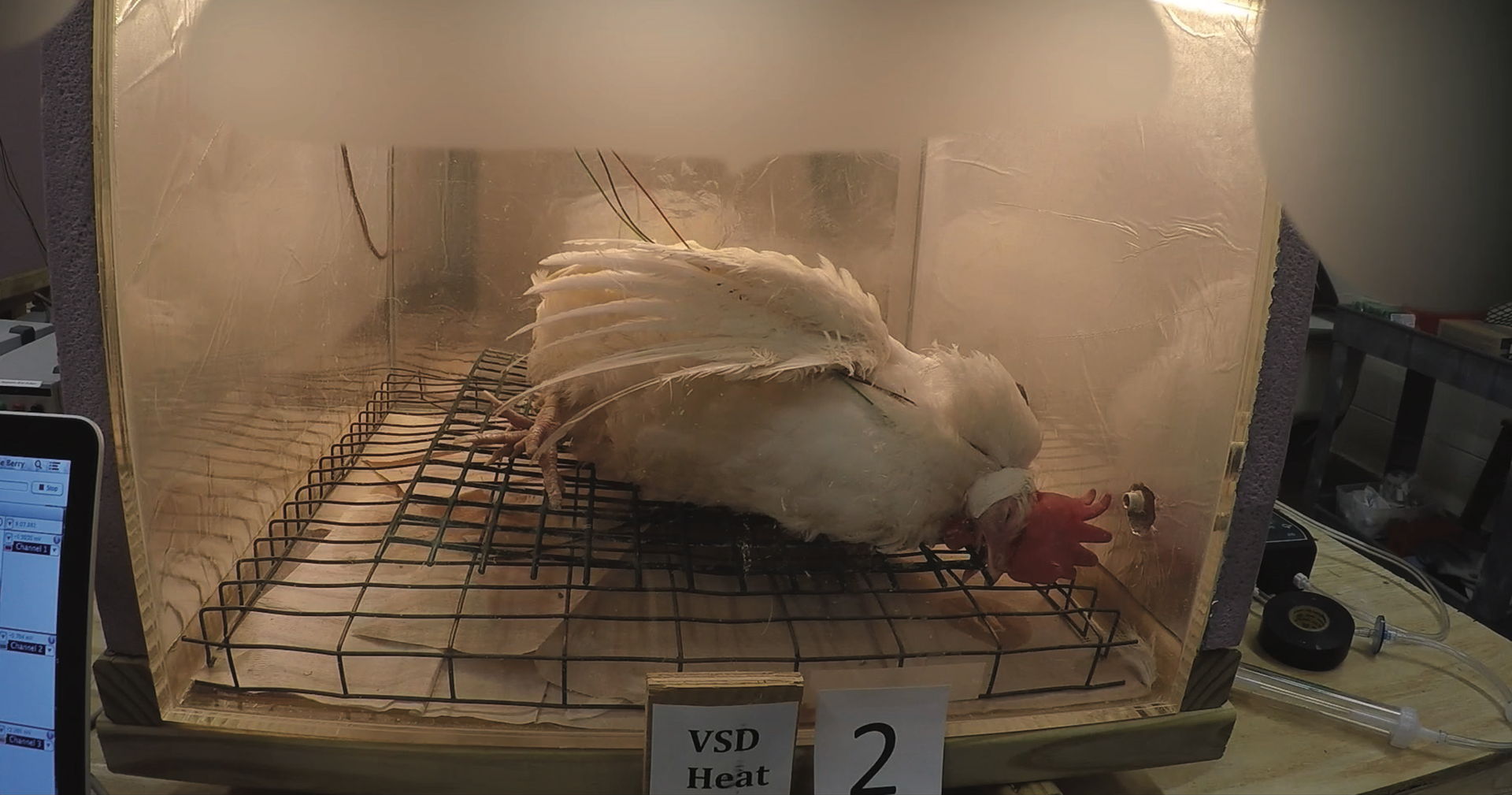 hen in box and subjected to extreme heat for research