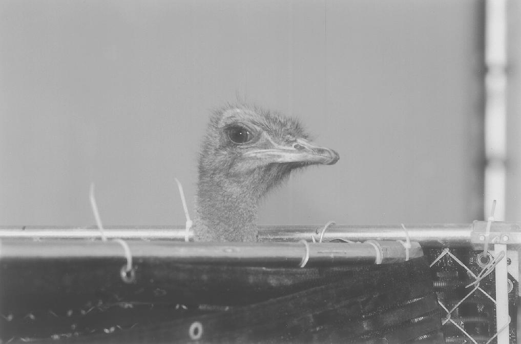 Ostrich PWCF