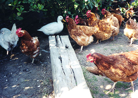 Behavior of Rescued Factory-Farmed Chickens in a Sanctuary Setting