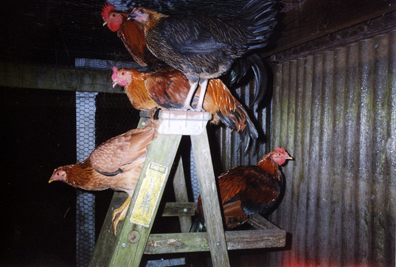 UPC Chickens Pose for Their Picture