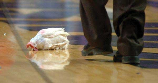 Kansas State students’ cruelty to hens