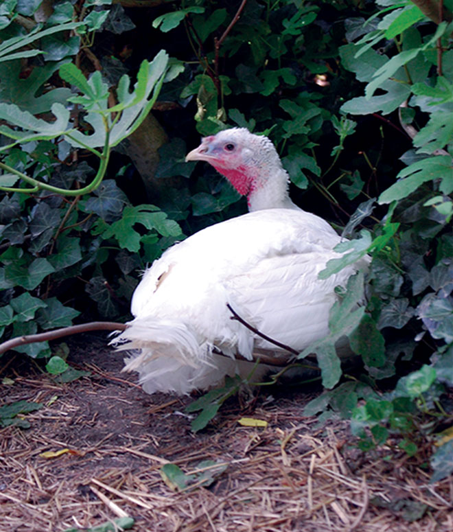 Amelia Nesting Place