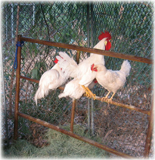 Houdini and his flock