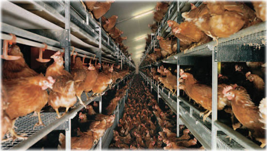 Hens crammed onto factory shelves and crowded on the floor