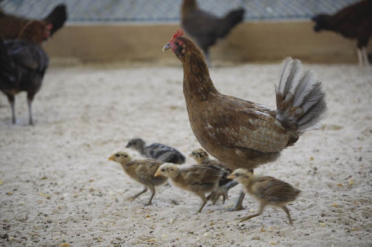 hen_with_chicks (32K)