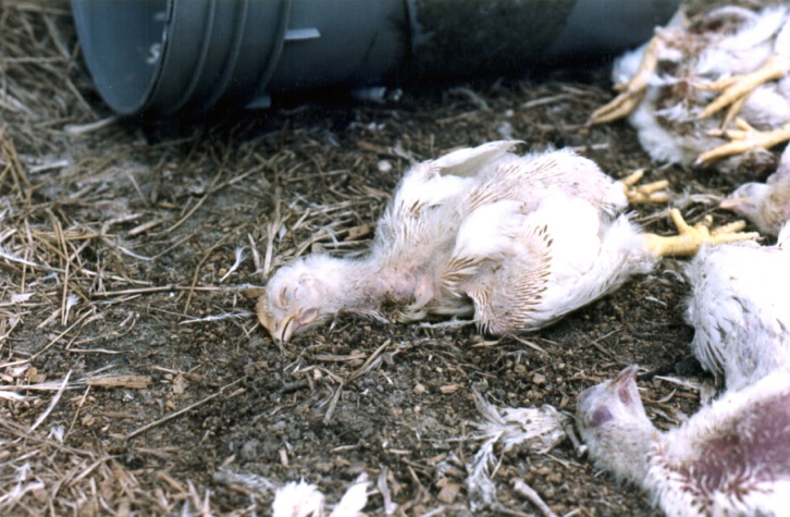 perdue chicken2
