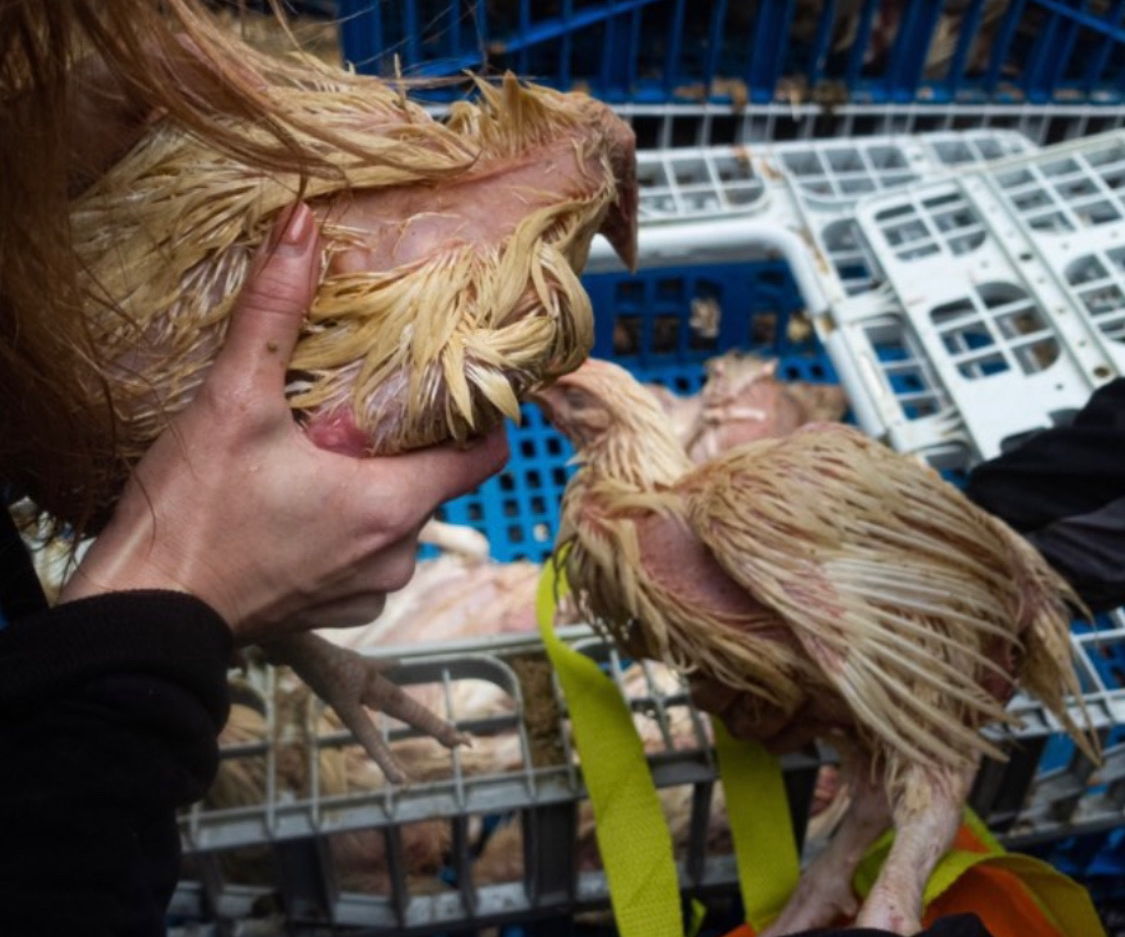 chickens removed from crates by rescuers