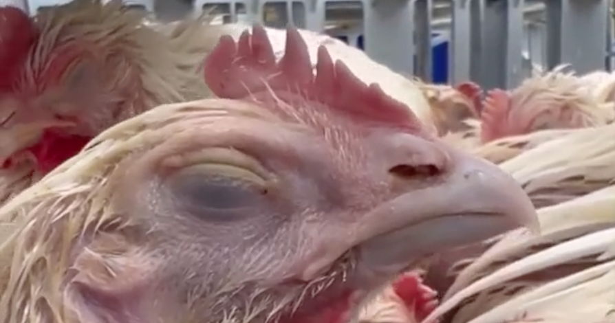 Chickens freezing and dying in cages
