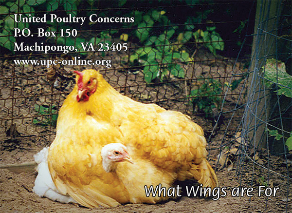 upc wings sticker