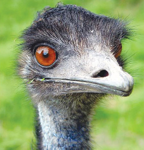 Emu