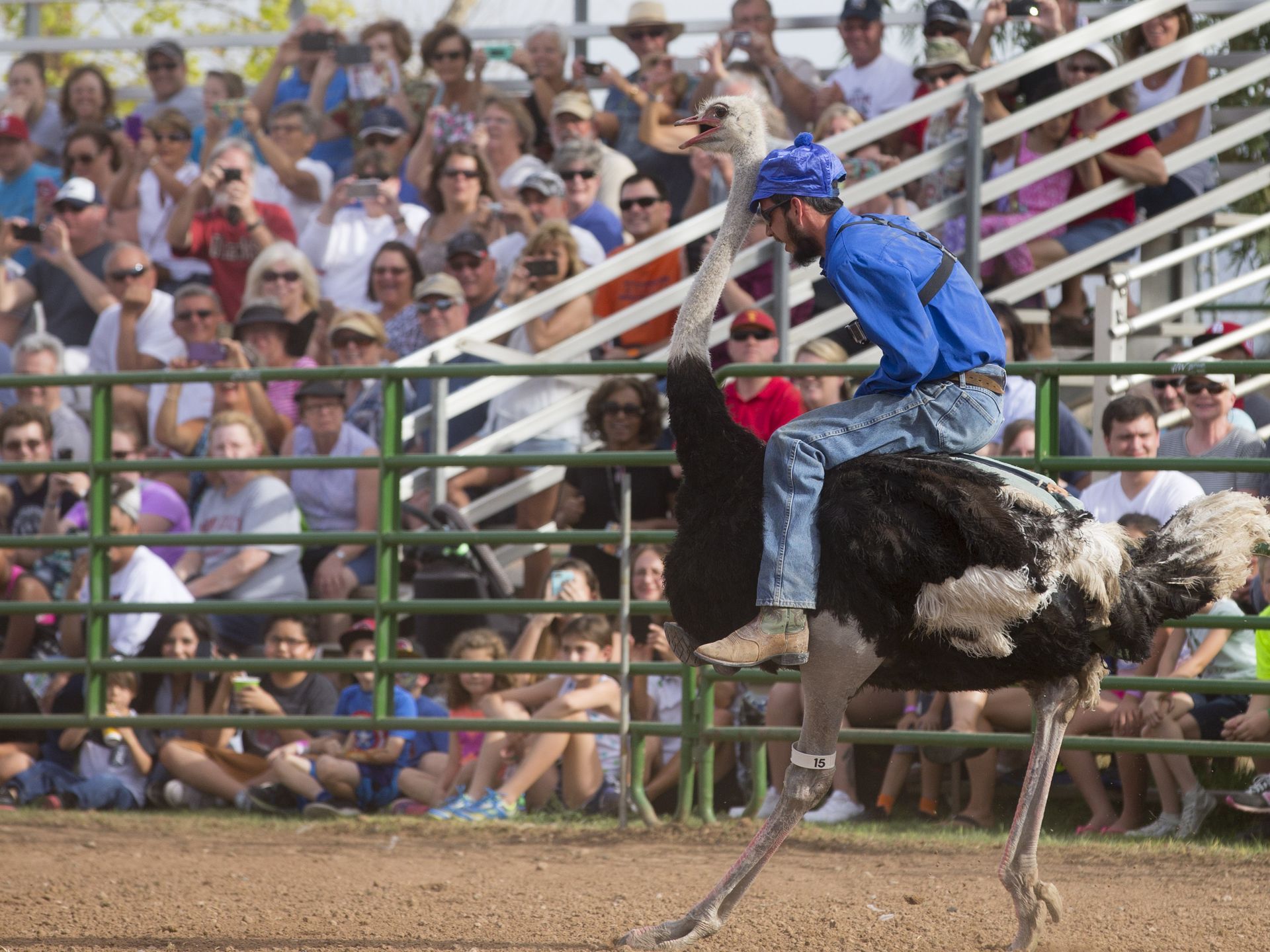Man riding on the back of an ostrich