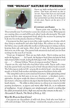 The “Human” Nature of Pigeons - Front