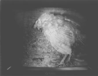 Poultry Raw Footage