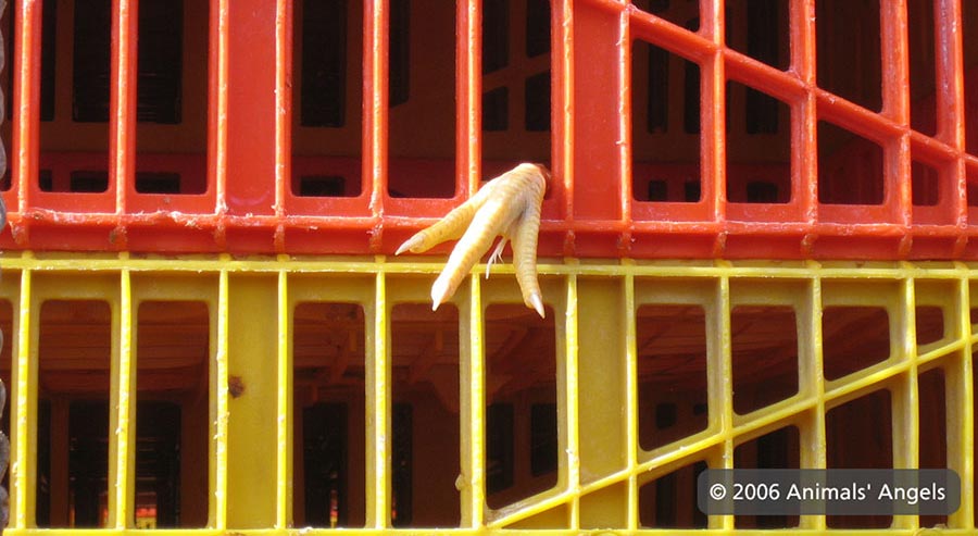 Close up of a chicken's foot protruding from a transport cage