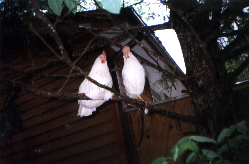 Henny and Penny in a tree