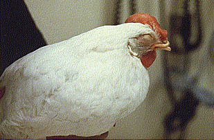 Hen fitted with lenses and eyes closed