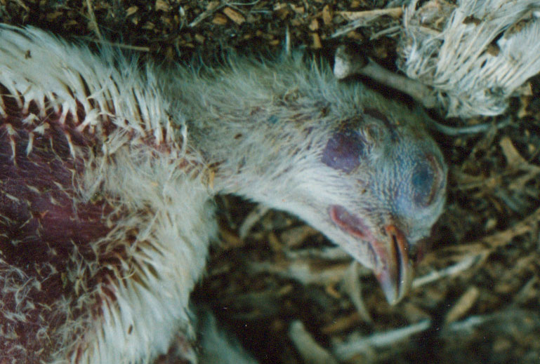 Sick Chicken