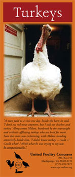 Turkeys Brochure