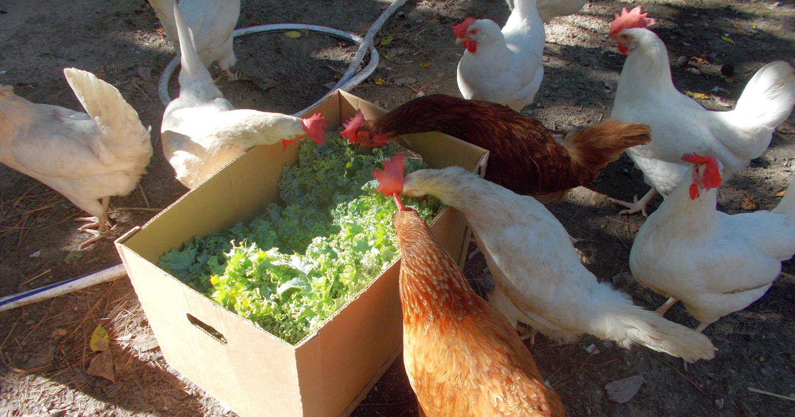 hens eating greens