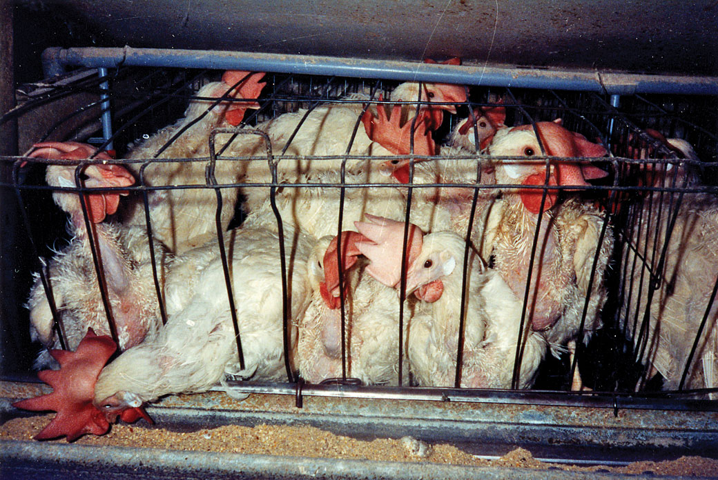 Egg-laying hens in battery cages in Pennsylvania