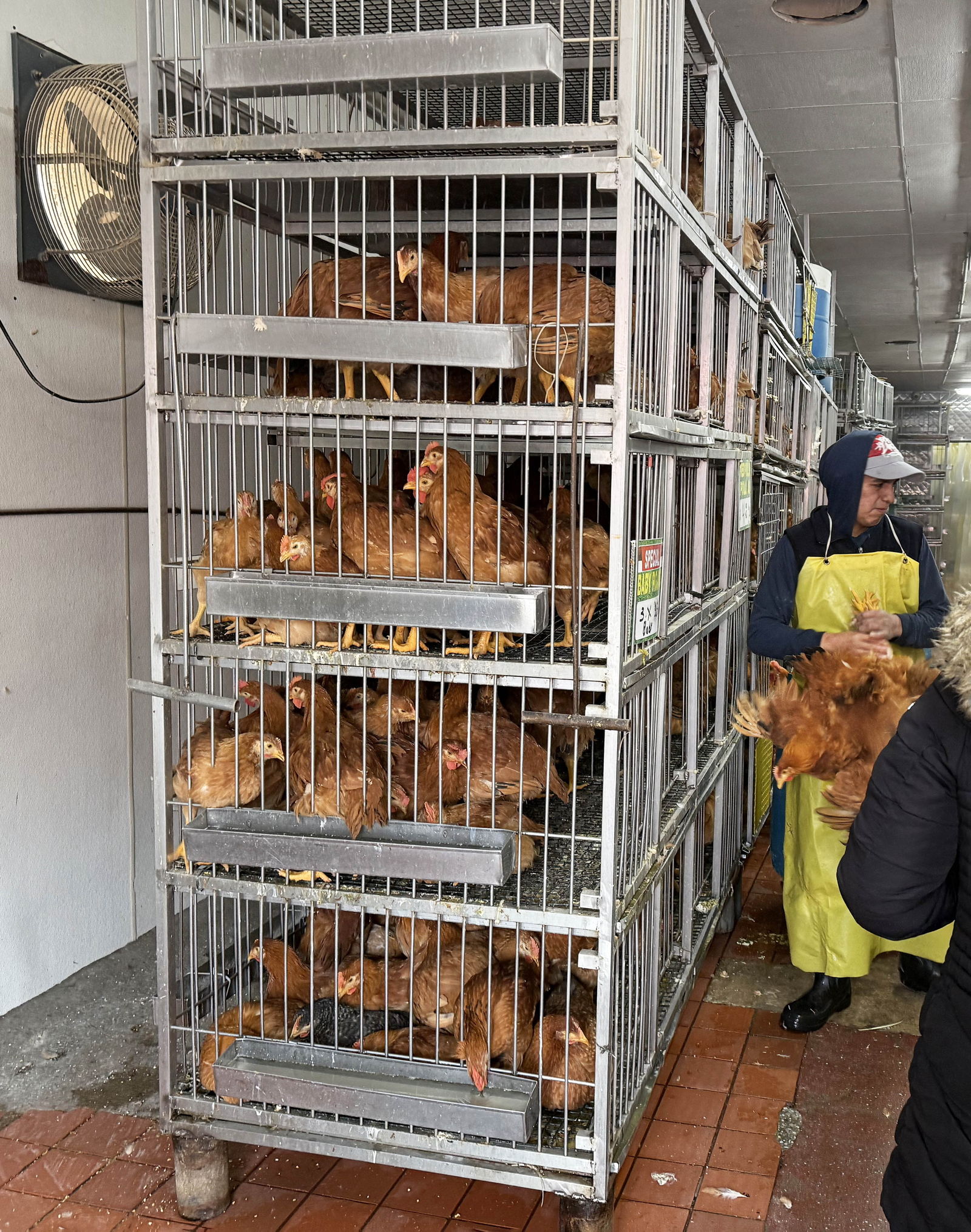 hens in rolling cages