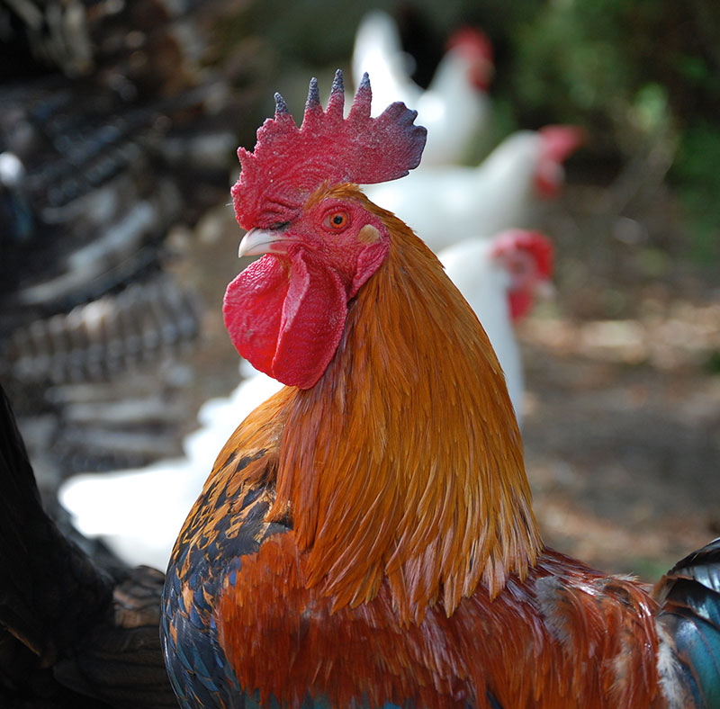 Our gentleman rooster, Rhubarb