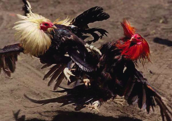 cockfight la times