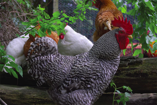 oliver and hens