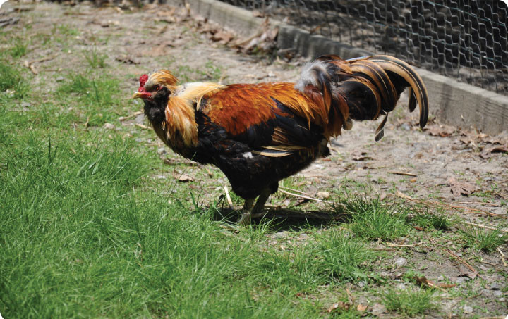 Our adorable rooster, Lorenzo