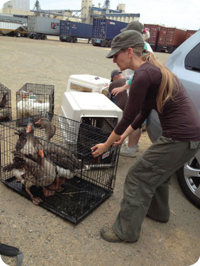 woodland geese and duck rescue 2