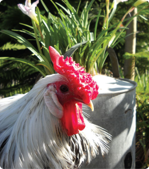 Hammie the Rooster