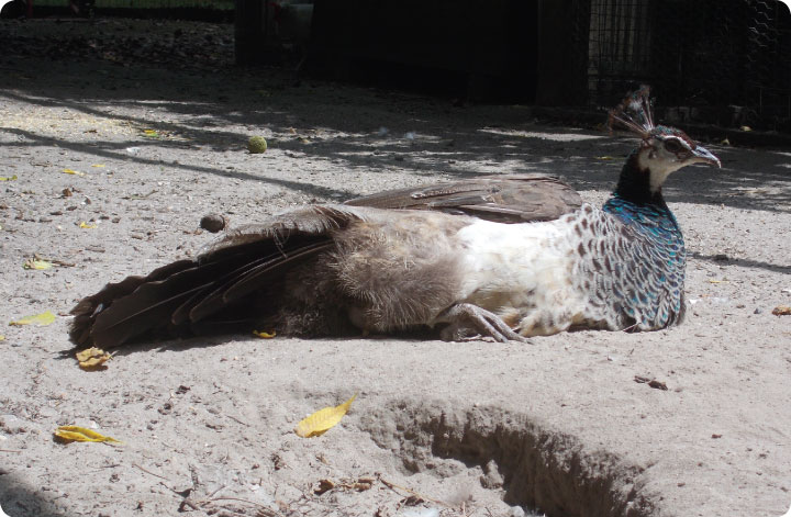 felicity the peahen