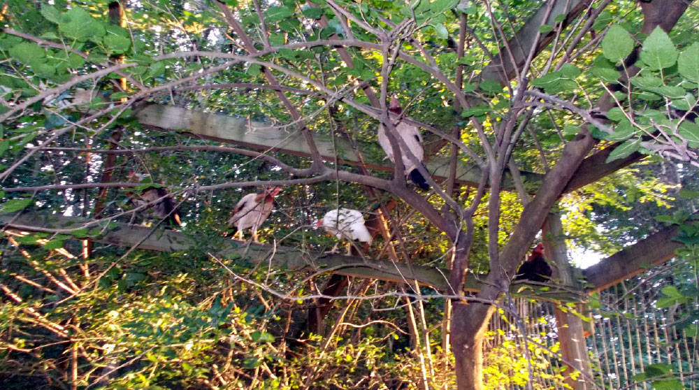 virginia beach hena perching 2